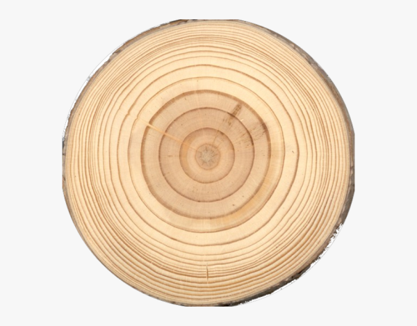 Срез бревна