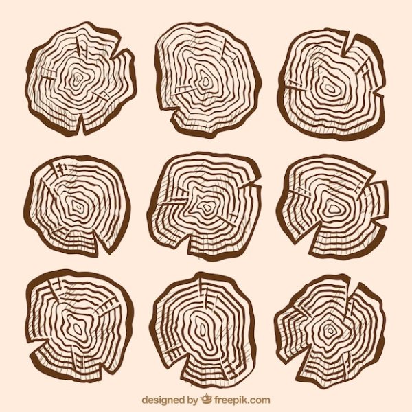 Спил дерева вектор