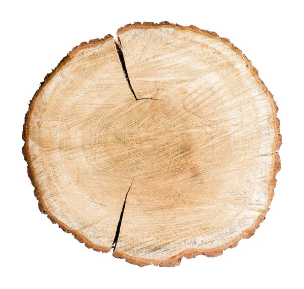 Круглый спил дерева