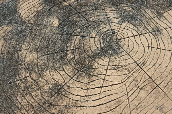Кольца дерева текстура