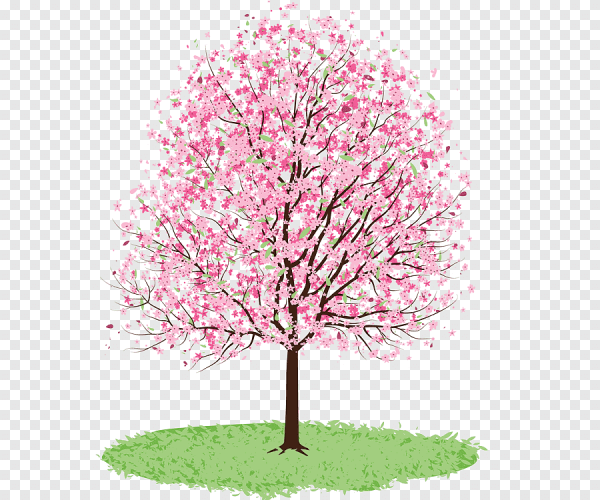 Сакура это персиковое дерево