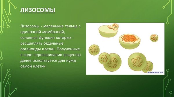 Строение лизосомы клетки рисунок