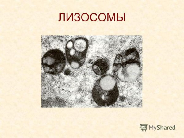 Лизосома без подписей