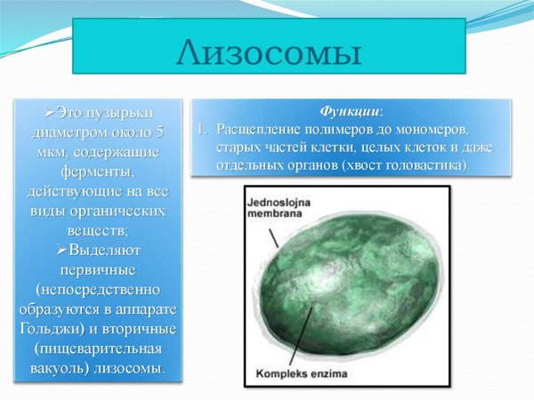 Лизосомы характеристика и функции