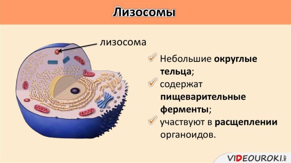 Строение и состав лизосом
