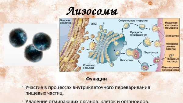 Строение органоида лизосомы