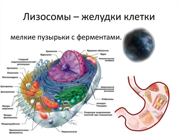 Строение органоида лизосомы