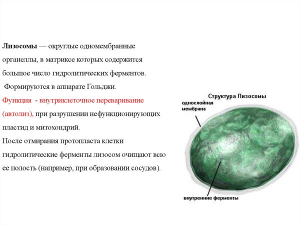 Лизосомы состав и строение и функции