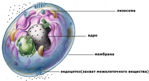 Лизосомы строение рисунок