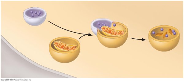 Лизосома строение без подписей