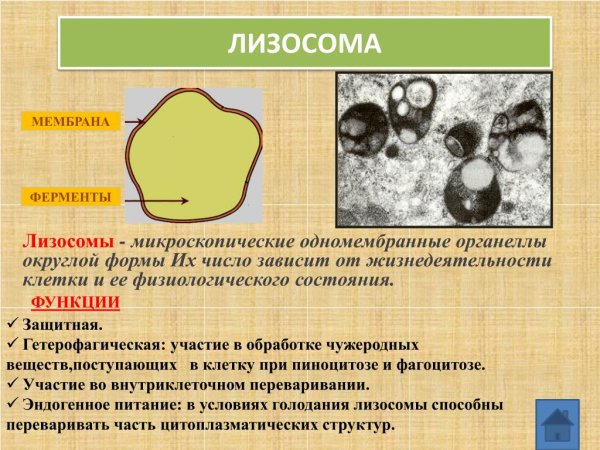 Строение мембраны лизосомы
