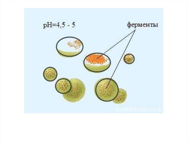 Лизосомы строение рисунок