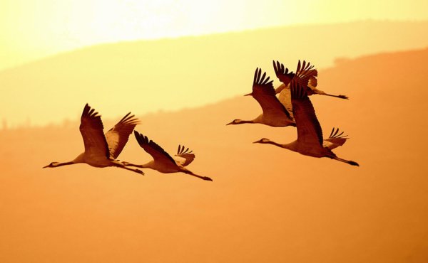 Журавли улетают на Юг