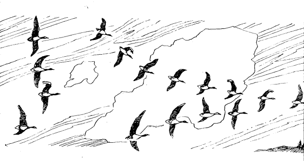 Раскраска птицы улетают на Юг