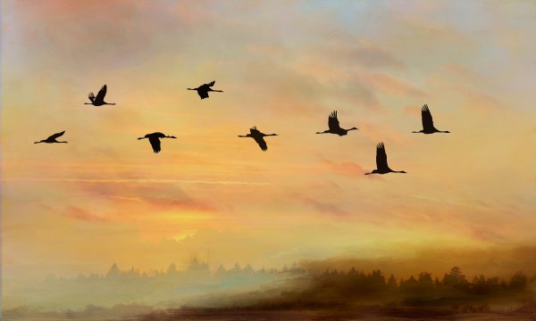 Серый журавль журавлиный Клин в небе