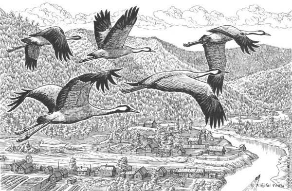 Журавль Графика