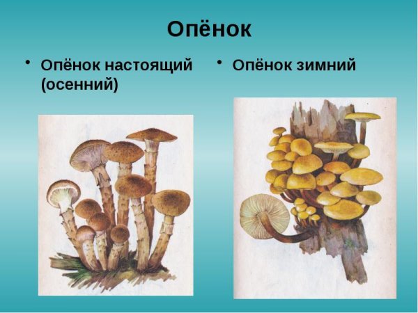 Опёнок осенний рисунок