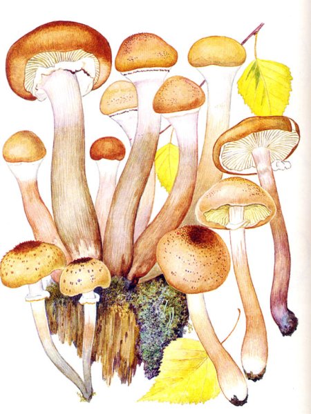 Ложные лисички опята рисунок