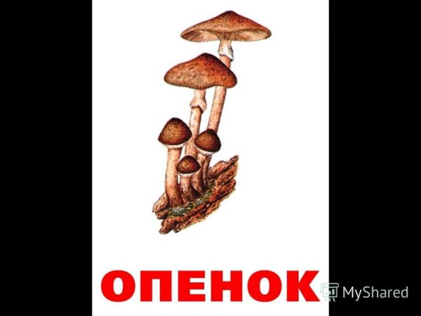 Грибы опята для детей