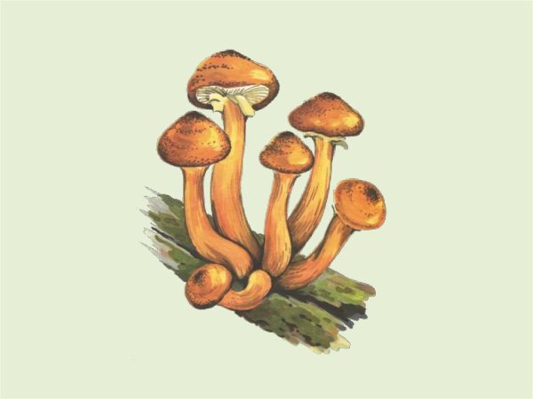 Гриб рисунок