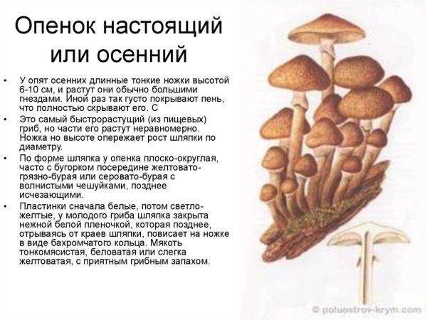 Шляпка опенка темная снизу