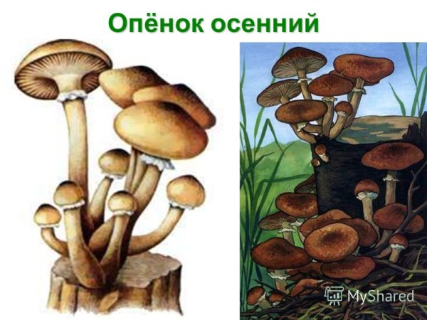 Опёнок осенний ложный ОПЕНОЕ