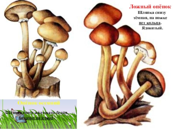 Опенок Луговой рисунок