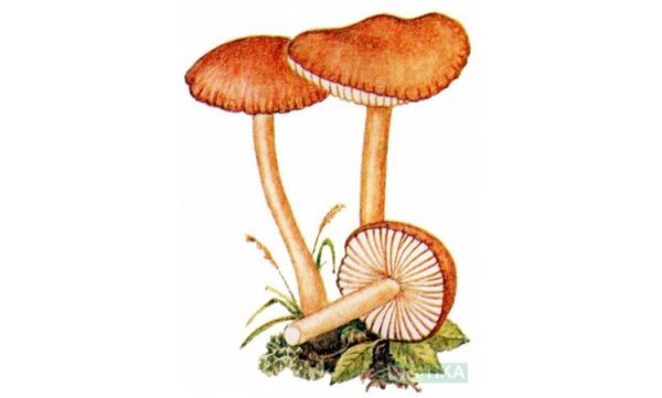 Опята грибы