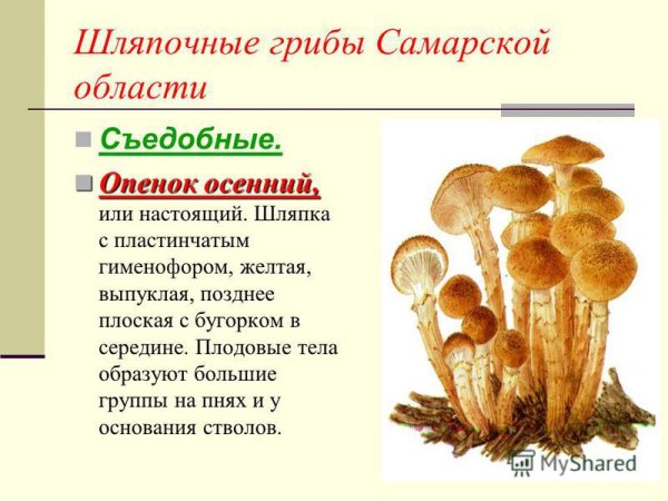 Ложные опята гриб рисунок