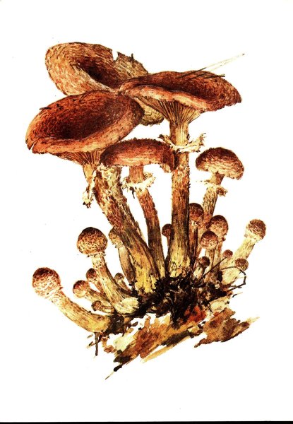 Рисунок гриба опенок осенний