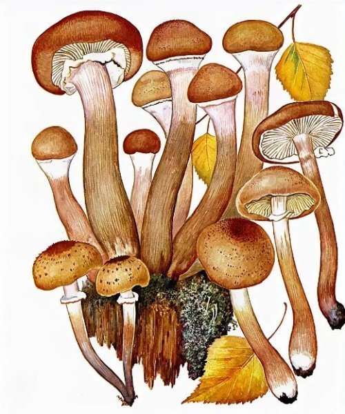 Рисование грибы опята