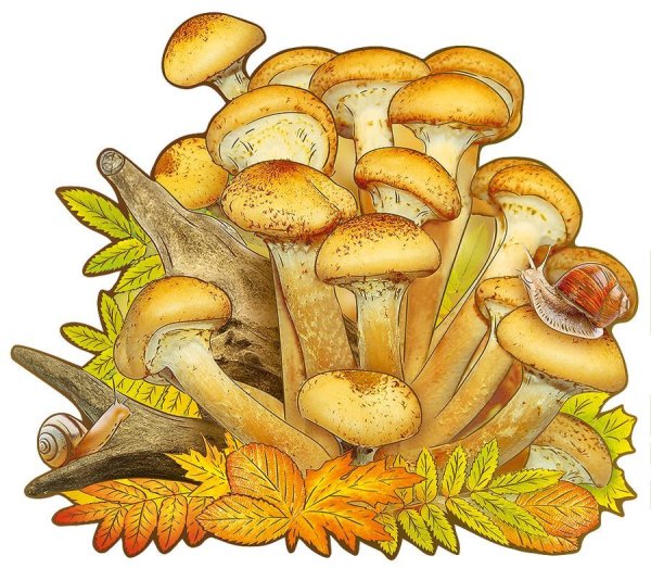 Раскраска грибы опята