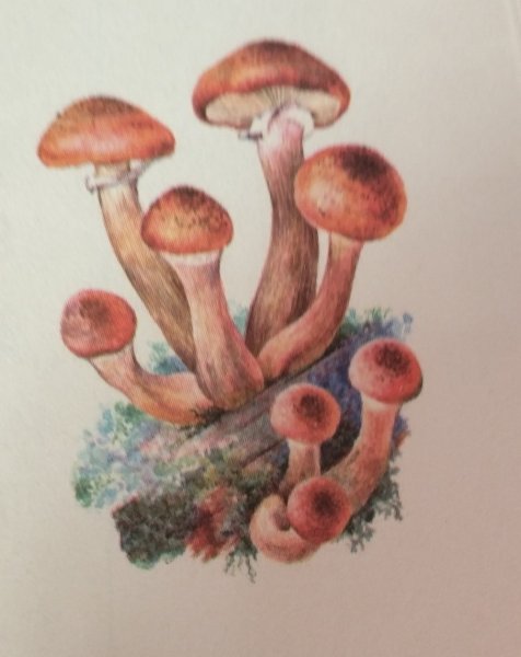 Опёнок зимний Flammulina velutipes