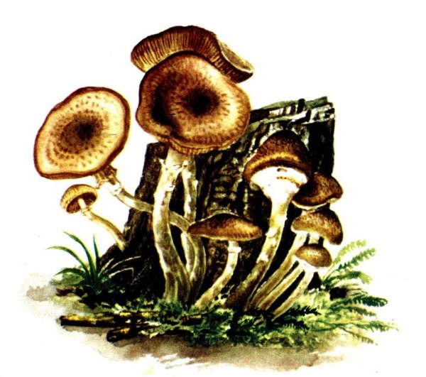 Ложные опята гриб рисунок