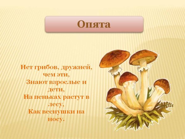 Опёнок осенний рисунок