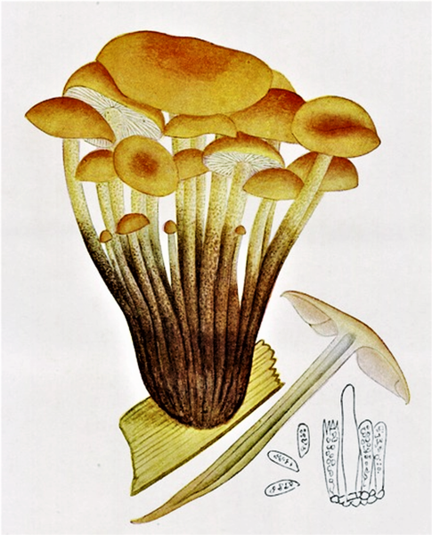 Правополушарное рисование грибы