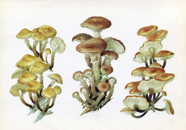 Опята грибы описание