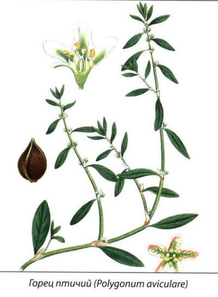 Горец птичий