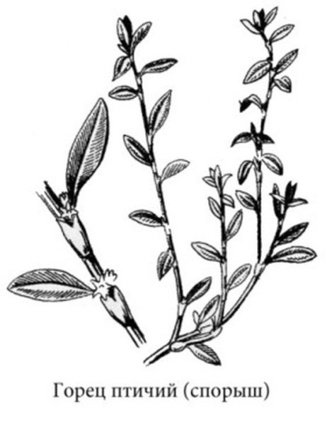 Птичья гречишка гречишка