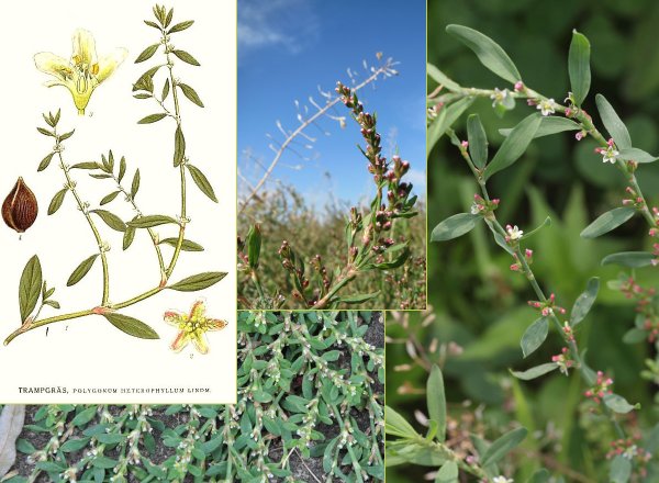 Спорыш (Горец) птичий — Polygonum aviculare l.