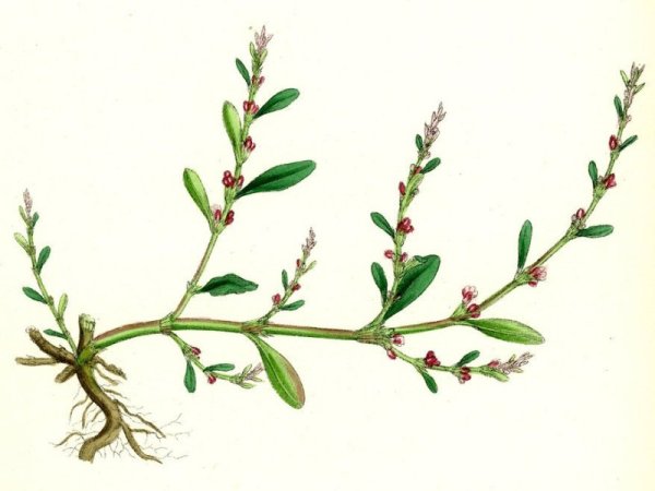 Polygonum aviculare l. – Горец птичий