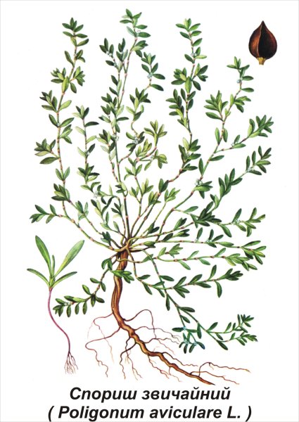 Горец птичий соцветие