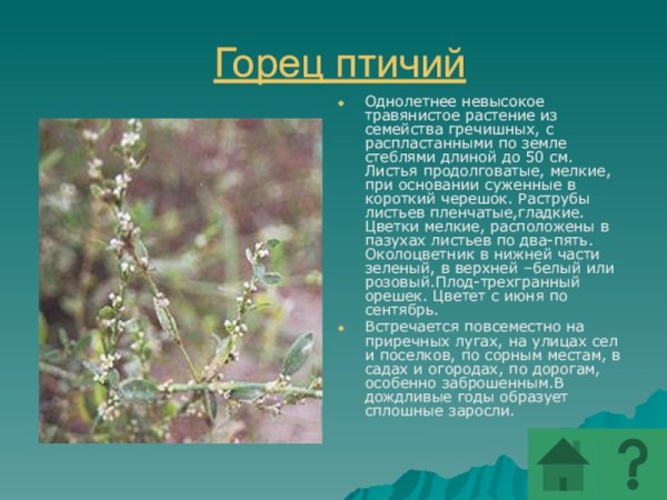 Раструб у горца птичьего