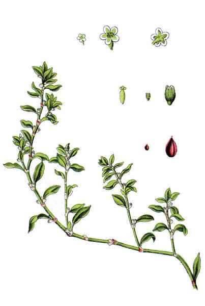 Горец птичий ботаника