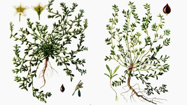 Горец птичий спорыш Фармакогнозия