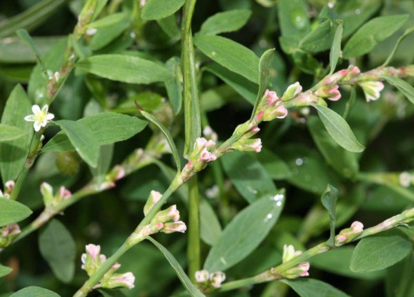 Горец птичий (Polygonum aviculare)