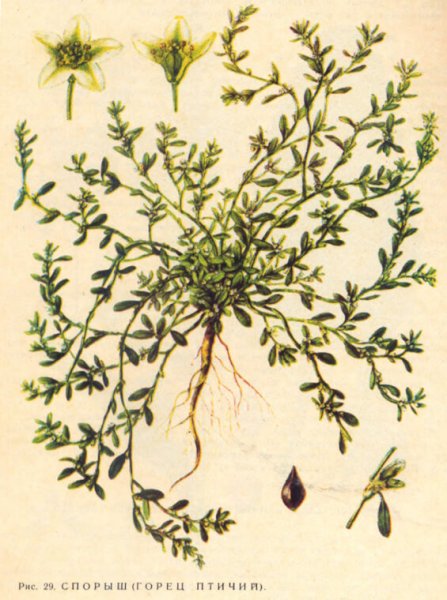 Горец птичий (Polygonum aviculare)