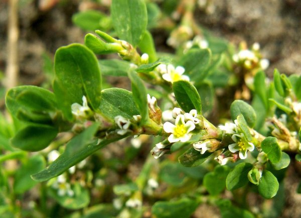 Трава мурава Горец птичий