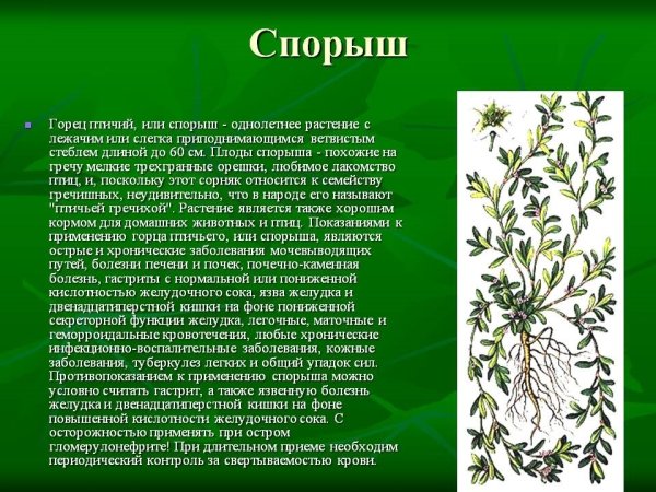 Гречиха раскраска