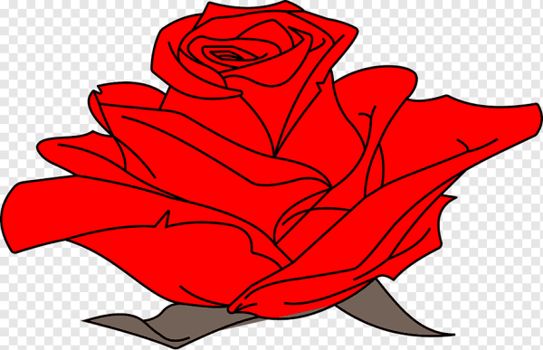 Роза рисунок